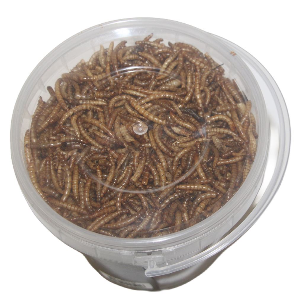 MEALWORMS (TENÉBRIO)