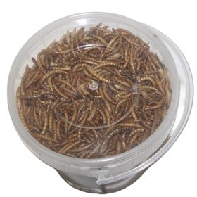MEALWORMS (TENÉBRIO)
