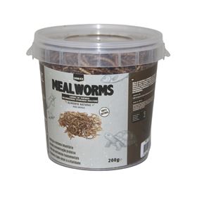 MEALWORMS (TENÉBRIO)
