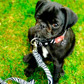 MAX & MOLLY - COLEIRA COM ID TAG "ZEBRA"
