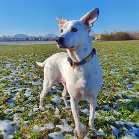 MAX & MOLLY - COLEIRA COM ID TAG "PLAYTIME"