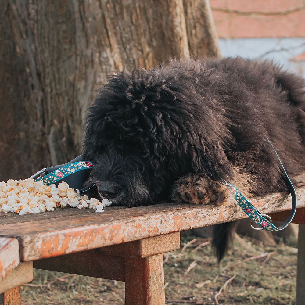 MAX & MOLLY - TRELA MULTI "POPCORN"