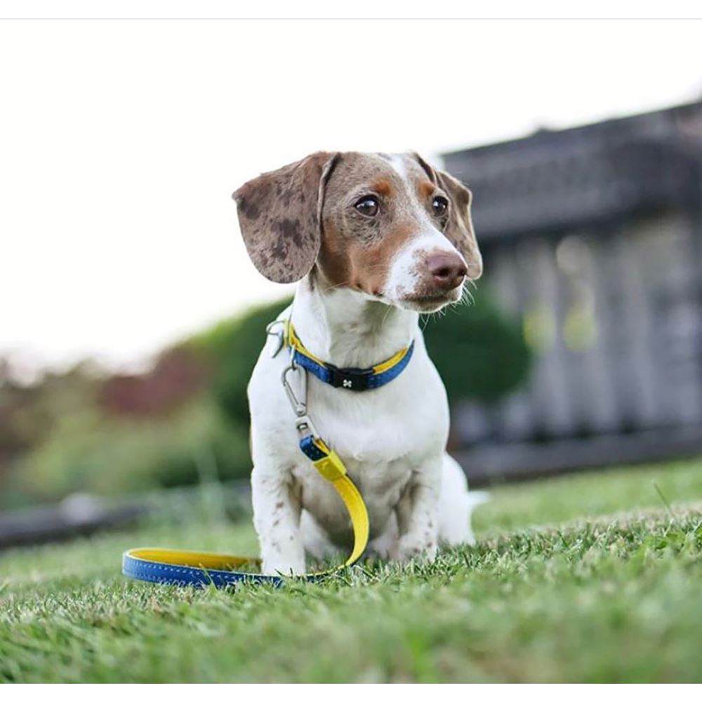 MAX & MOLLY - COLEIRA COM ID TAG "MATRIX YELLOW"