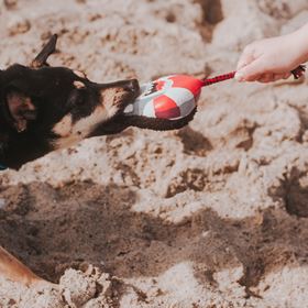 MAX & MOLLY - BRINQUEDO COM PELÚCIA "FRENZY THE SHARK"