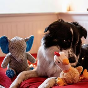 MAX & MOLLY - BRINQUEDO COM PELÚCIA "ELEFANTE SUSI"