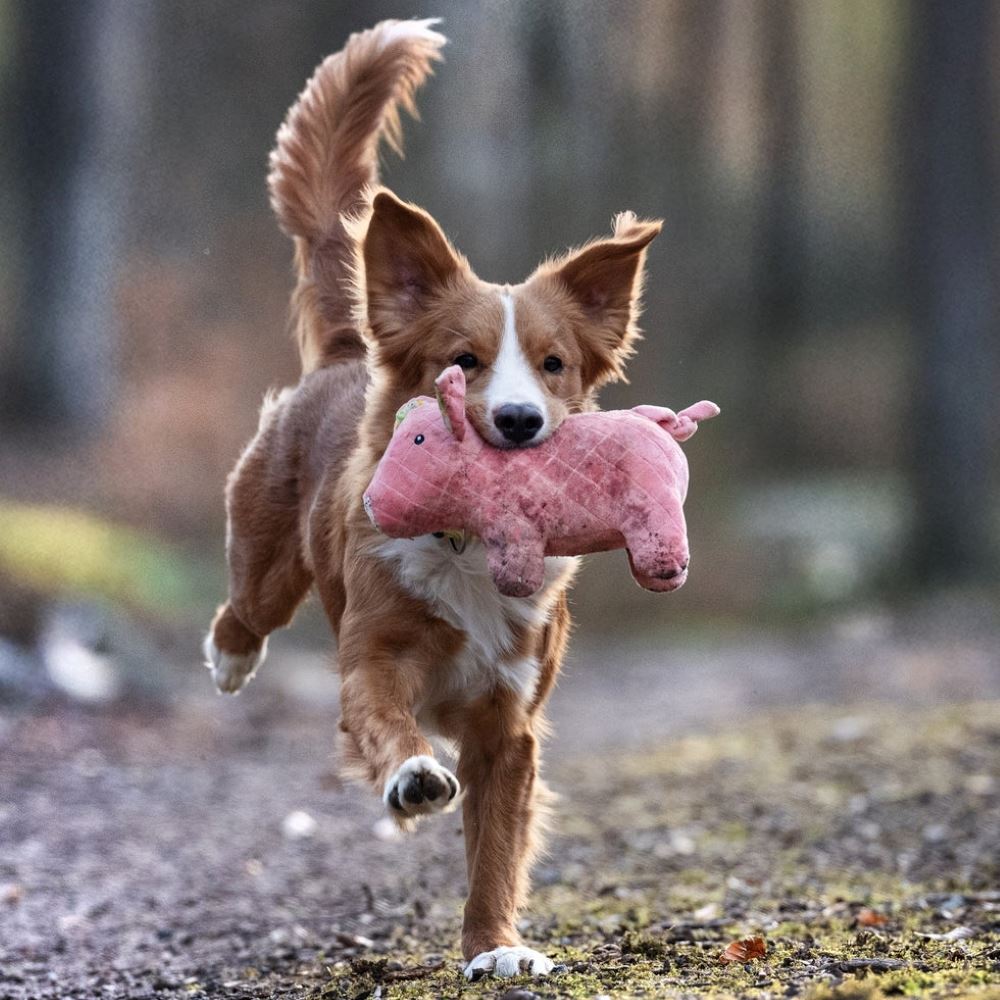 MAX & MOLLY - BRINQUEDO COM PELÚCIA "PORCO HAMLET"