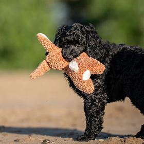 MAX & MOLLY - BRINQUEDO COM PELÚCIA "COELHA LOTTA"