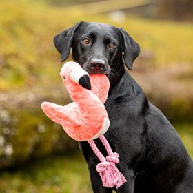 MAX & MOLLY - BRINQUEDO COM PELÚCIA "FLAMINGO SUNNY"