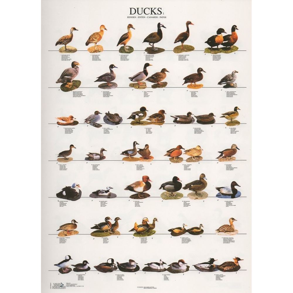 POSTER PATOS 1