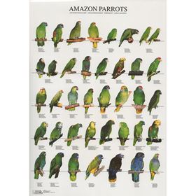 POSTER PAPAGAIOS DO AMAZONAS