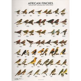 POSTER DIAMANTES AFRICANOS 1