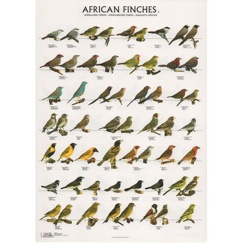 POSTER DIAMANTES AFRICANOS 2