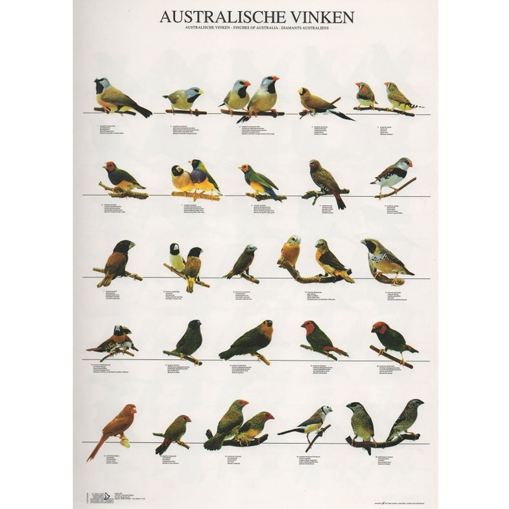 POSTER DIAMANTES DA AUSTRÁLIA