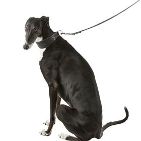 COLEIRA EM PELE "ACTIVE COMFORT" PARA GALGO