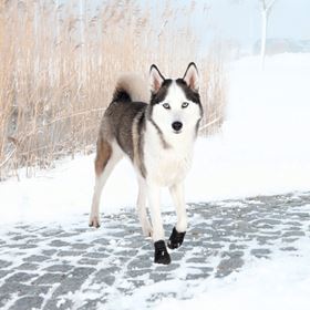 BOTA PROTETORA "WALKER ACTIVE" PARA CÃES