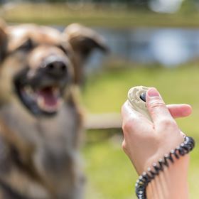 CLICKER "SPORTING" (PARA TREINO DE CÃES)