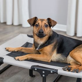 CAMA ELEVADA PARA CÃO