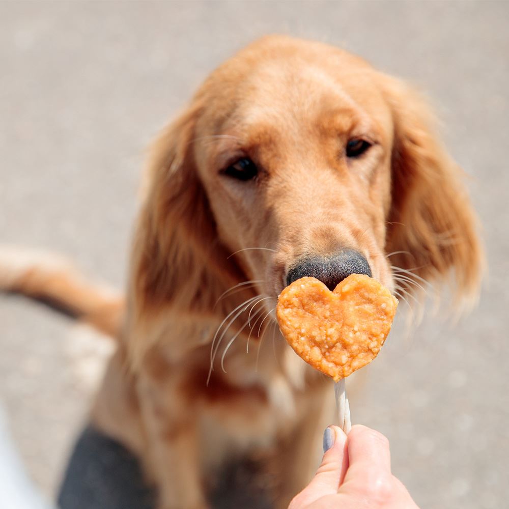 PREMIO LOLLY "VALENTINE" COM FRANGO E ARROZ