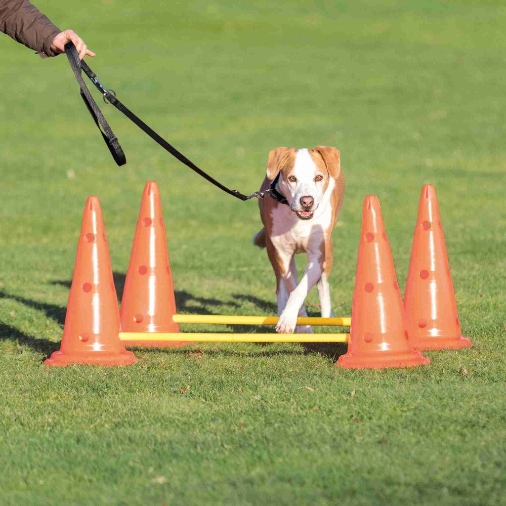 CONJUNTO DE OBSTÁCULOS PARA AGILITY