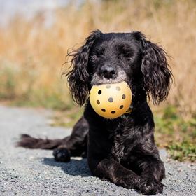 BOLA PARA CÃES INVISUAIS