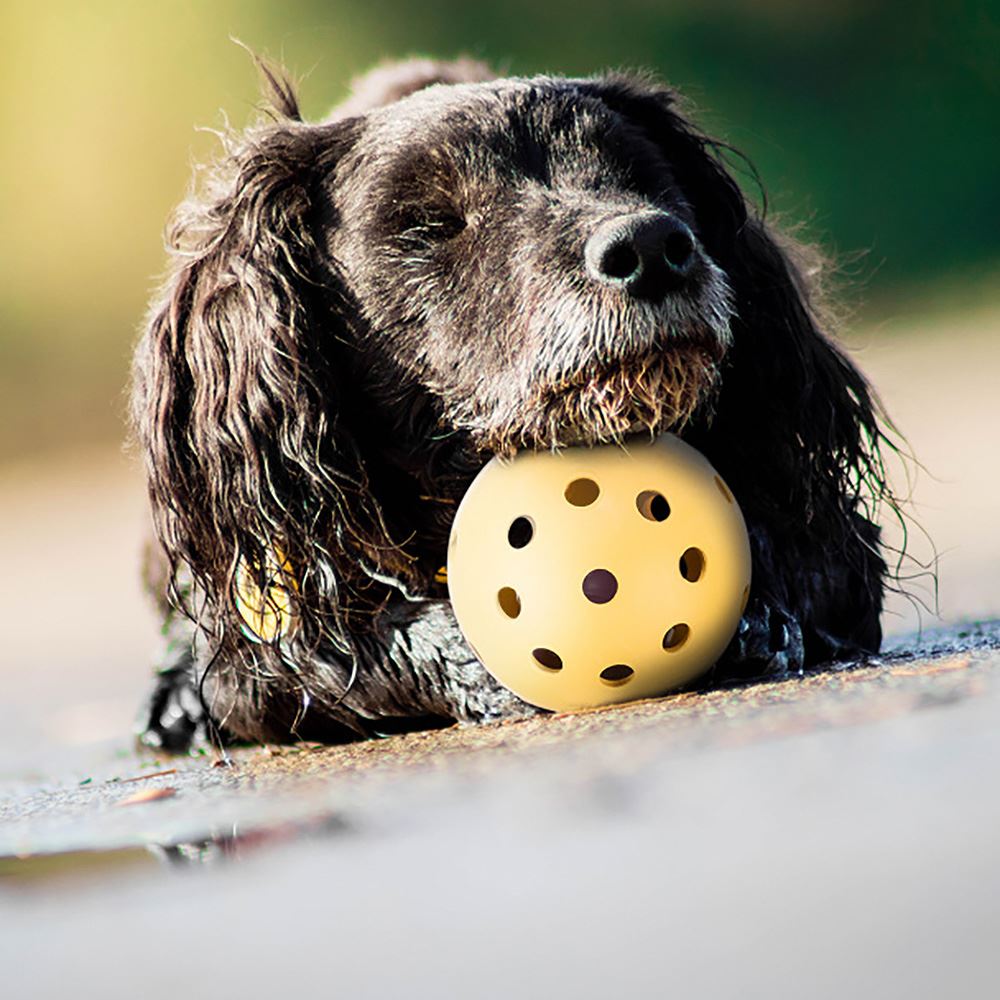 BOLA PARA CÃES INVISUAIS