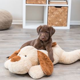 CÃO MASCOTE XXL EM PELÚCIA