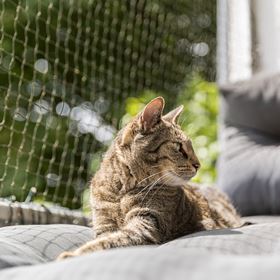 REDE DE PROTEÇÃO PARA GATOS