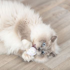 GELADOS E CUPCAKES EM PELÚCIA COM CATNIP