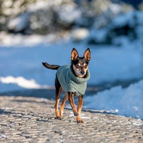 CAMISOLA "CITYSTYLE BERLIN" PARA CÃES
