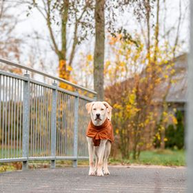 CAPA "CITYSTYLE DUBLIN" PARA CÃES