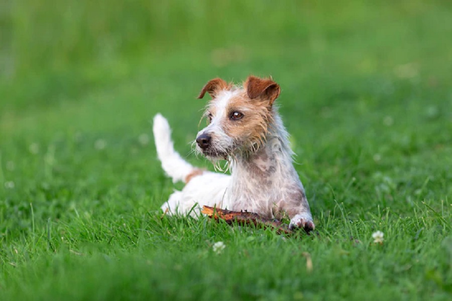 10 Motivos que Provam Que o Cão é o Melhor Amigo do Homem