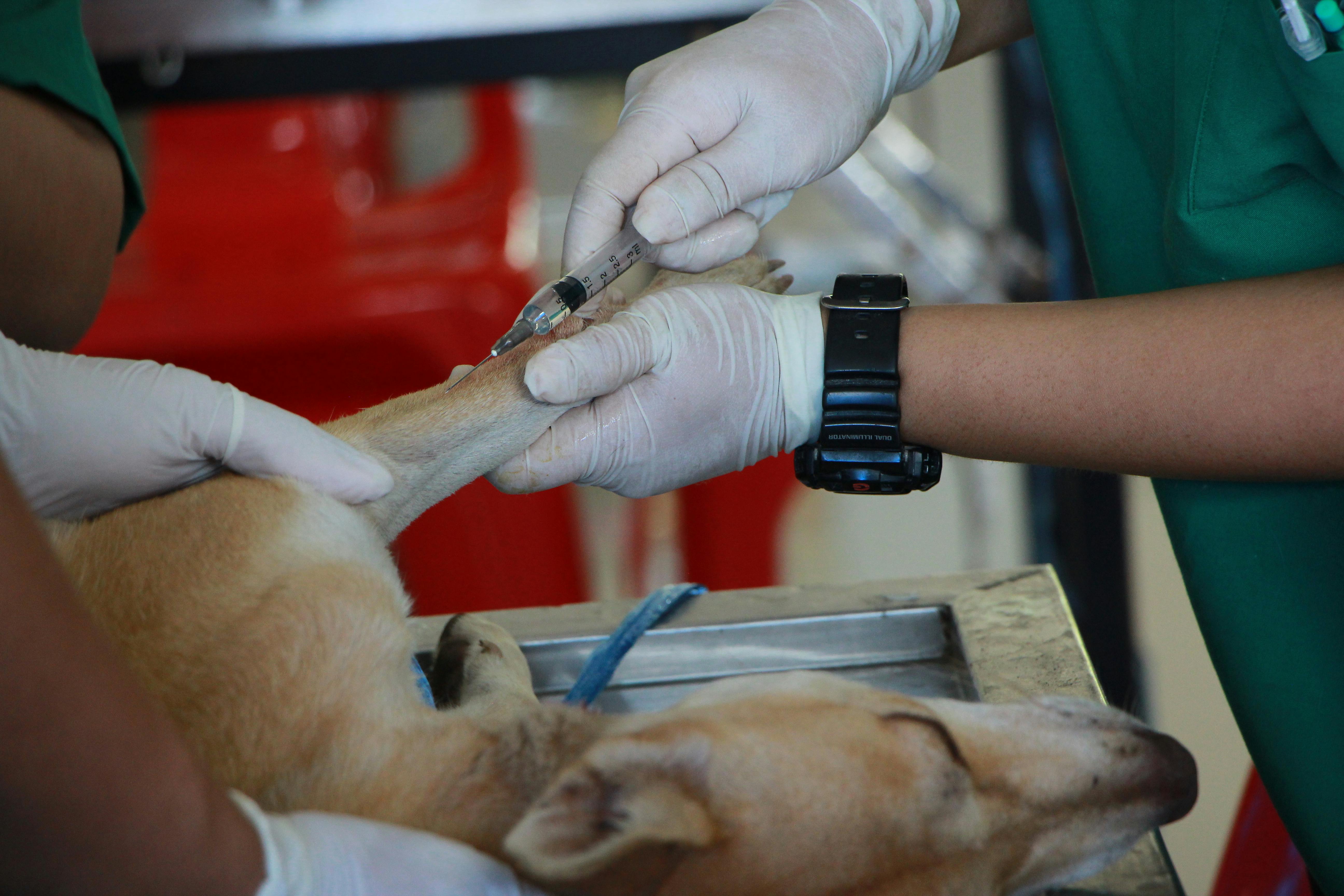 Vacinação em Cães: Uma Prioridade para a Saúde Animal e Pública